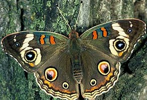 Buckeye Butterfly, ©Robert Parks