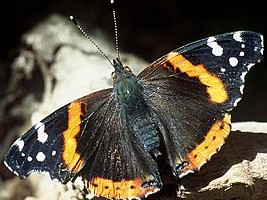 Red Admiral Butterfly, ©Bill Howell