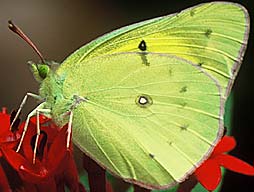 Alfalfa Butterfly, ©Bill Howell