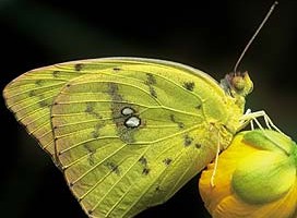 Cloudless Sulfur Butterfly, ©Bill Howell