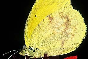 Nicippe Yellow Butterfly, ©Robert Parks