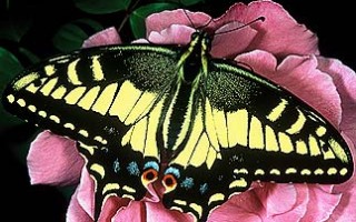 Anise Swallowtail Butterfly, ©Robert Parks