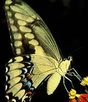 Giant Swallowtail Butterfly, ©Robert Parks