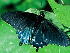 Pipevine Swallowtail Butterfly, ©Bill Howell