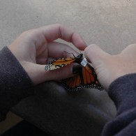 Monarch Butterfly tagging demonstration.