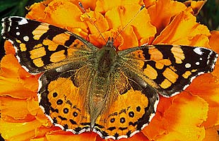 West Coast Lady Butterfly, ©Robert Parks