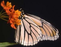 Albinic Monarch, © Bill Howell