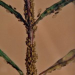 Aphids on Milkweed