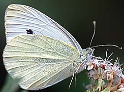 Cabbage White Butterfly, ©Bill Howell