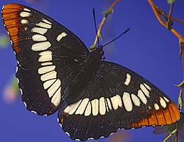 Lorquin's Admiral Butterfly, ©Bill Howell