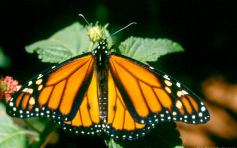 Male Monarch Butterfly, © Bill Howell