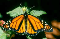 Male Monarch, © Bill Howell