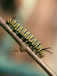 Monarch Caterpillar, © Bill Howell