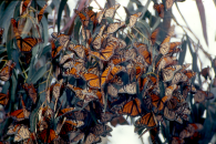 Monarch Cluster, © Dennis Frey