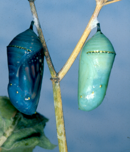 Monarch Pupa on left is close to emerging, © Bill Howell