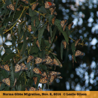 Norma Gibbs Migration, Nov. 2, 2014 © Leslie Gilson