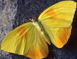 Orange-Barred Sulfur Butterfly, ©Bill Howell