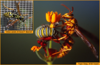 Inset: A Yellow Jacket trying to find a way into a cage with Monarch caterpillarsMain: A Paper Wasp stalking a monarch caterpillar
